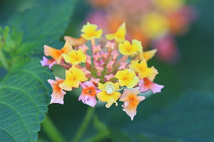 בייבי עכביש
