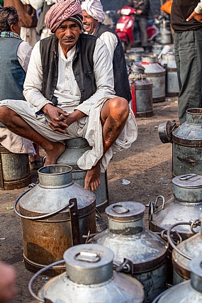 בשוק החלב-הודו | הודו בשוק החלב יושב על כד   
