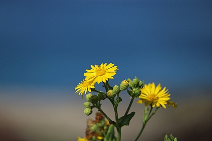 סביון סתווי