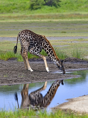 צימאון | גירף
