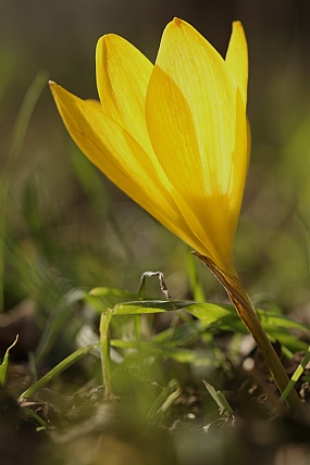 חלמונית גדולה | חלמונית  
חלמונית גדולה  
פרח  
פרח צהוב  
פרחים
