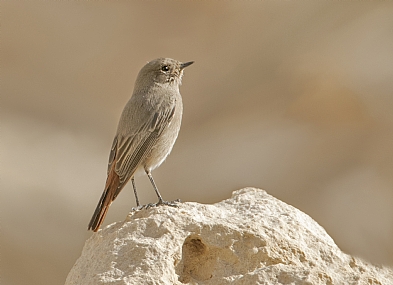 חכלילית סלעים