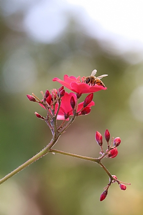 דבורה בפרח
