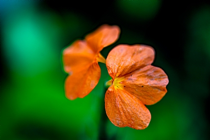 פרח כתום רקע ירוק | פרח כתום רקע ירוק 
