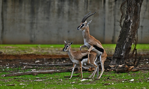 אומרים אהבה יש בעולם..