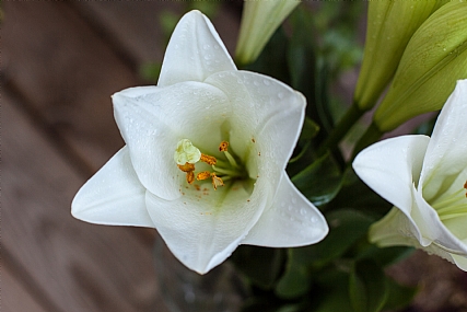 פרח לבן דמוי מגן דוד