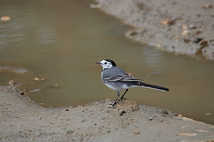 נחליאלי קטן