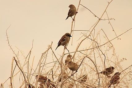 מפגש של בין הערביים