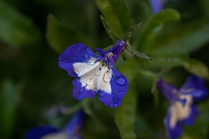 פרח כחול לבן ״לובליה״