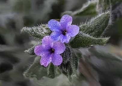 לשון פר סמורה