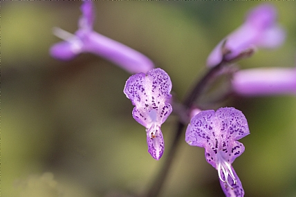 Plectranthus Spurflowe