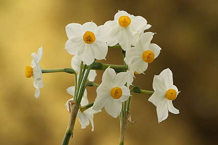 נרקיס מצוי | נרקיס מצוי  
פרח  
פרח נרקיס מצוי  
נרקיסים  
Narcissus tazetta
