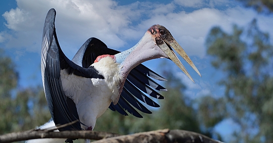 חיוך למצלמה