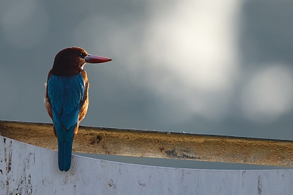 לבן החזה, כחול הגב