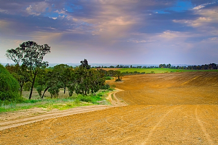 נוף ארצישראלי