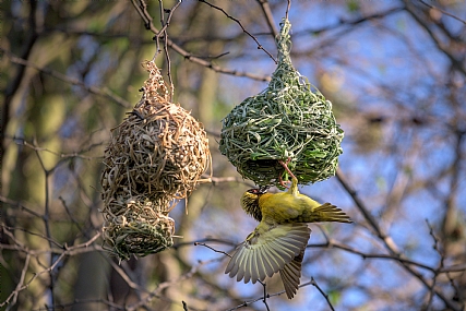 Village Weaver