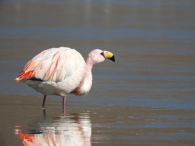 צילום: שי קורנבליט