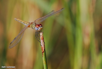 בזוית ראייה