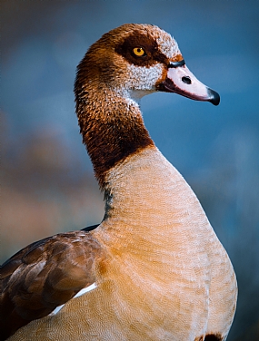 צילום: גיא לוי