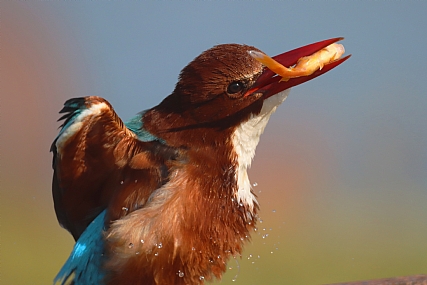 טיפות המים הדג והשלדג