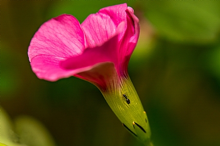  פרח Oxalis bowiei