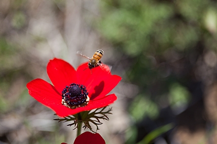 דבורה על כלנית | כלנית אדומה דבורה טבע