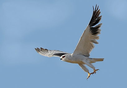 דאה שחורת כתף