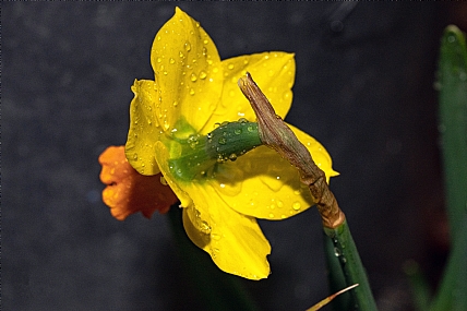 נרקיס צהוב כתום | נרקיס צהוב כתום