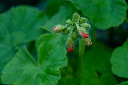נקודות אדומות על ירוק | נקודות אדומות על ירוק