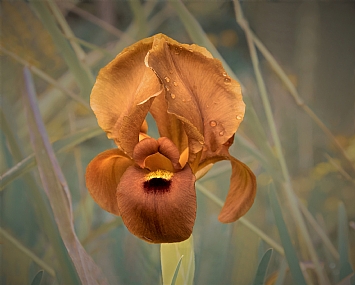 אירוס הארגמן שונה