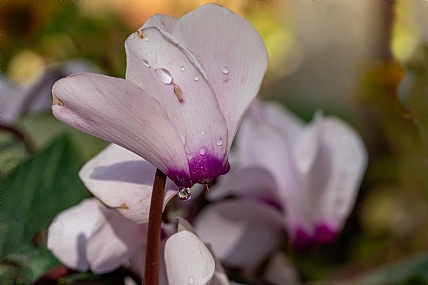 השתקפות על נרקיס | השתקפות על נרקיס  טיפת מים השתקפות 