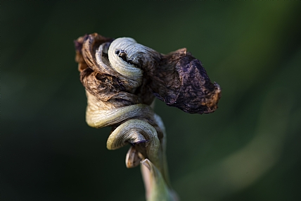 האירוס שנדם