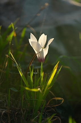 רקפת בשעת שקיעה