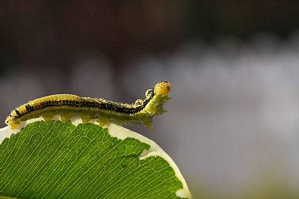 זחל לבנין הכאסייה