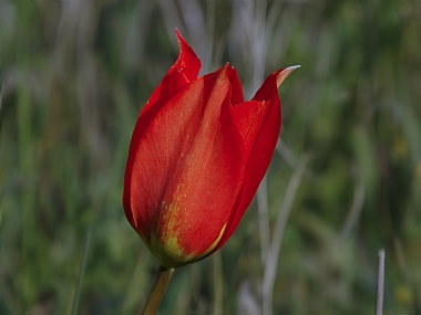 צבעוני ההרים