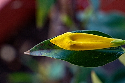פרח סגור אלמנדה | פרח סגור אלמנדה Gelsemium'