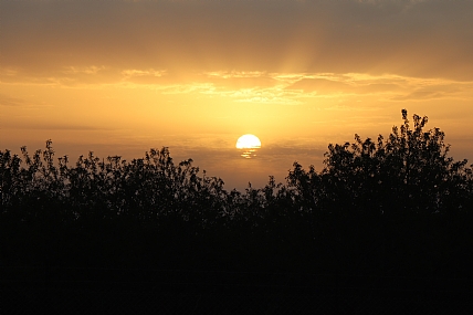 שקיעה בין העצים