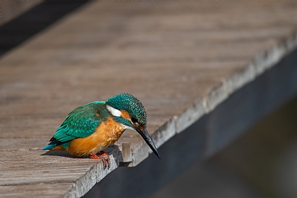 צילום: גיא לוי