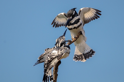 צילום: גיא לוי