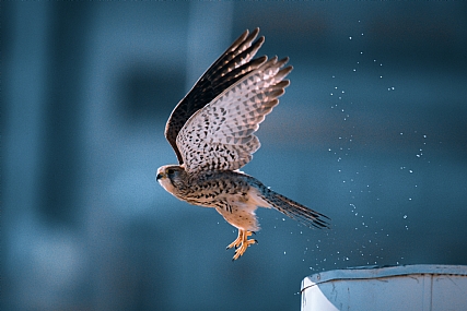 צילום: גיא לוי