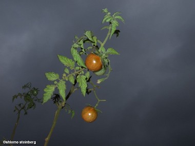 עגבניית שרי  בסופה