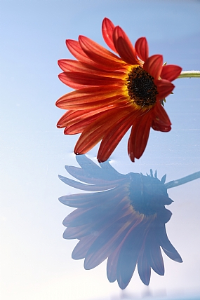 פרח אוזן הדב | פרח אוזן הדב  
אוזן הדב  
פרח  
פרחים  
Arctotis  
השתקפות  
מים  
מאקרו