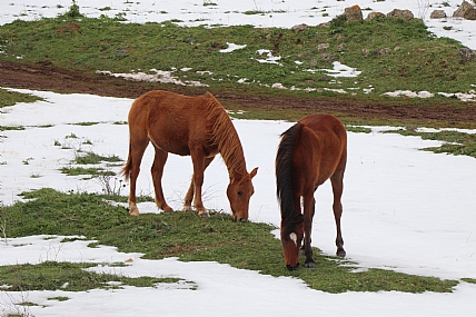 סוסים שלג 1