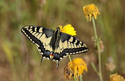 זנב סנונית נאה
