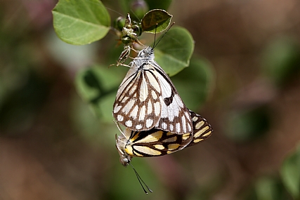 פרפרים מתפרפרים