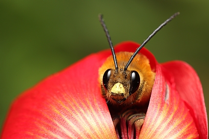 מחושית (דבורת בר)