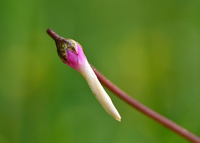 עוד מעט ואפרח!