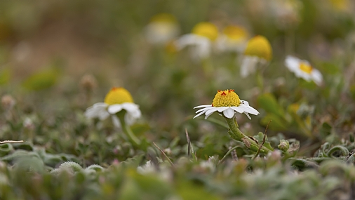אורחים אדומים