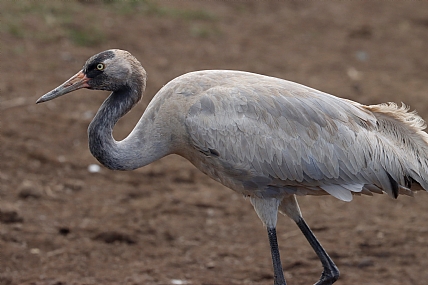 עגור באגמון החולה