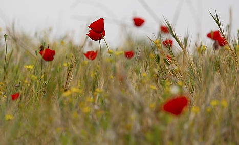 לא מתכופפים ברוח